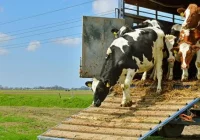 Widzą potrzebę stworzenia targowiska, ale nie kwapią do się współfinansowania - zdjęcie główne