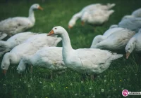 Święto gęsi i wina w Laskowej - zdjęcie główne