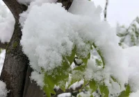 Nagły powrót zimowych warunków. W wyżej położonych miejscowościach pada śnieg - zdjęcie główne