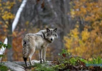 Nasilają się ataki wilków na Limanowszczyźnie - zdjęcie główne