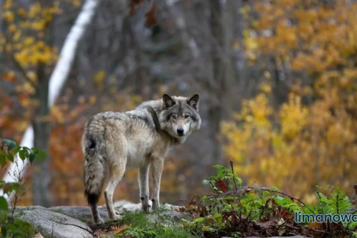 Nasilają się ataki wilków na Limanowszczyźnie