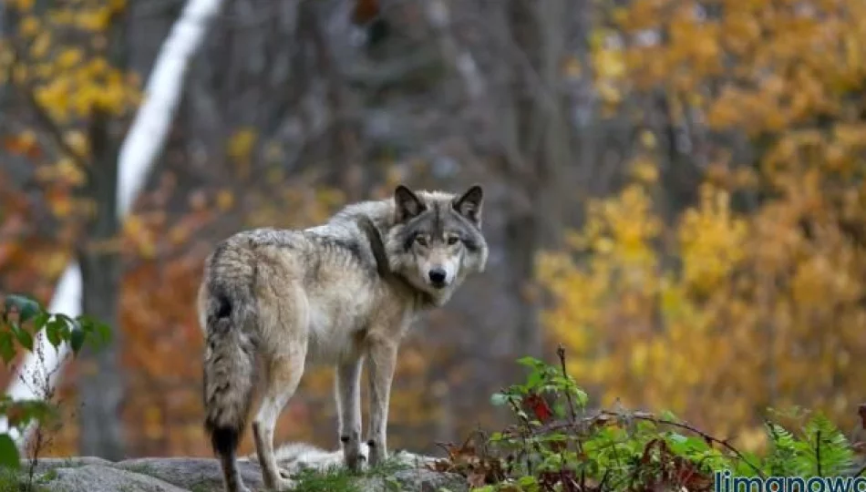 Nasilają się ataki wilków na Limanowszczyźnie - zdjęcie 1