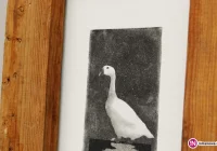 Ptactwo domowe zamiast przerysowanej sztuki współczesnej - zdjęcie główne