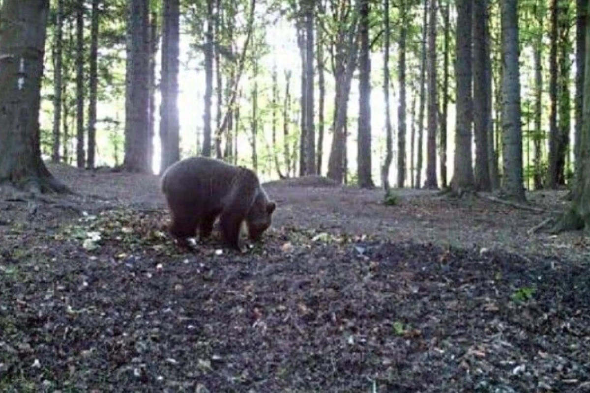 Niedźwiedź zniszczył pasieki. Na Limanowszczyźnie żyją dwa osobniki?