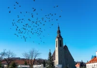 Gołębie nie sprawią, że rynek stanie się "krakowski" - zdjęcie główne