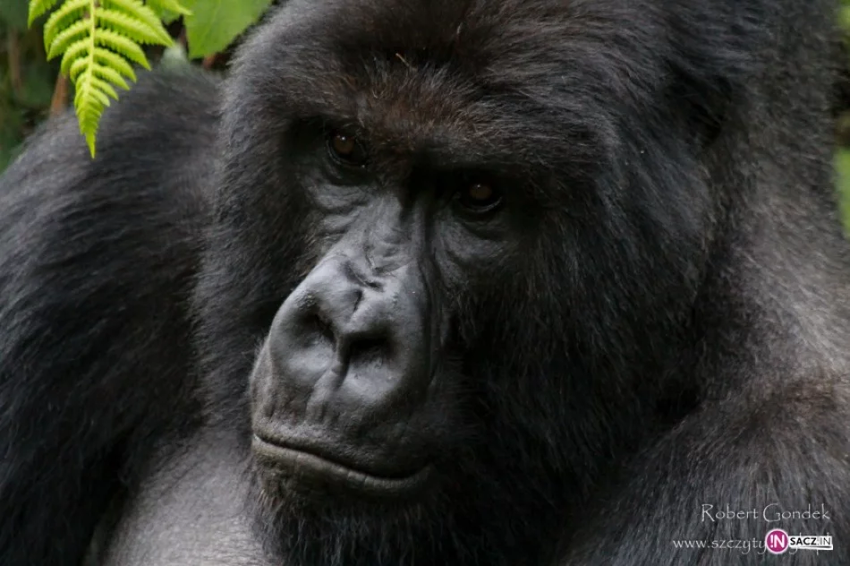 W drodze na najwyższe szczyty Afryki - zdjęcie 3