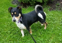 Szukamy właściciela psa - zdjęcie główne