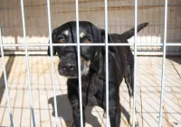 Dziś Światowy Dzień Zwierząt – nie kupuj psa, adoptuj go! - zdjęcie główne