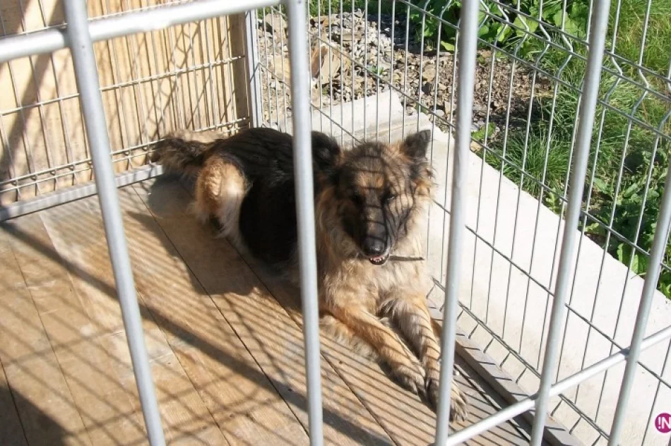 Dziś Światowy Dzień Zwierząt – nie kupuj psa, adoptuj go! - zdjęcie 2