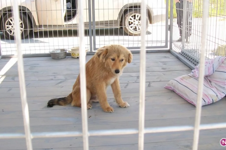 Dziś Światowy Dzień Zwierząt – nie kupuj psa, adoptuj go! - zdjęcie 3