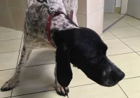 Szukamy właściciela lub opiekuna dla psa - zdjęcie główne