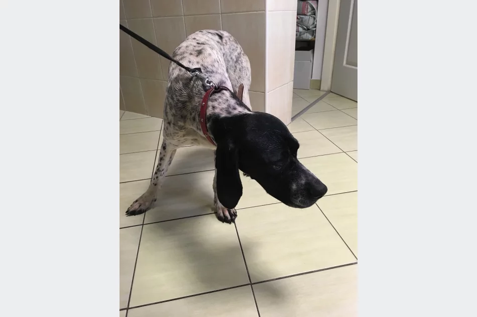 Szukamy właściciela lub opiekuna dla psa - zdjęcie 2