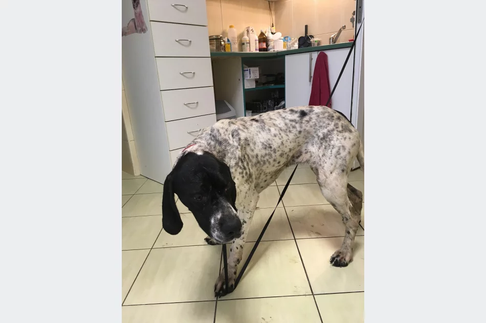 Szukamy właściciela lub opiekuna dla psa - zdjęcie 3