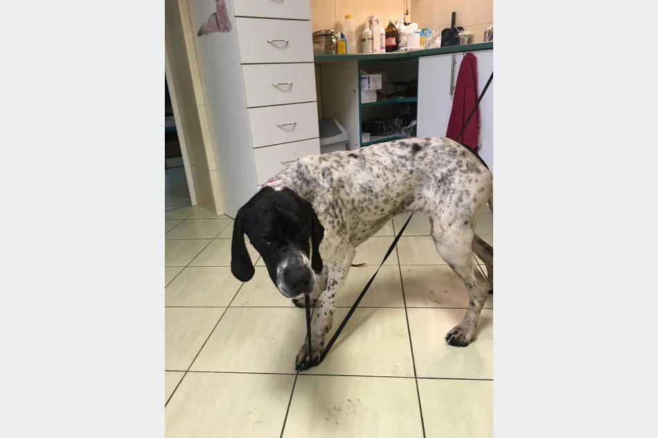 Szukamy właściciela lub opiekuna dla psa - zdjęcie 4