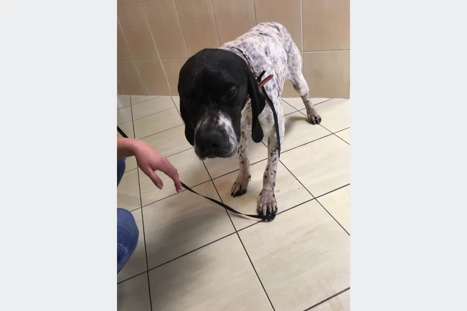 Szukamy właściciela lub opiekuna dla psa - zdjęcie 5
