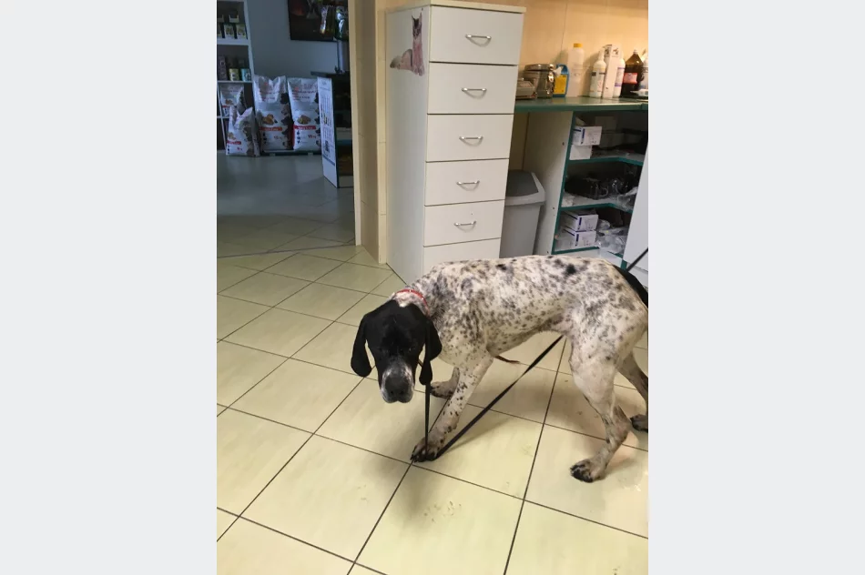 Szukamy właściciela lub opiekuna dla psa - zdjęcie 6