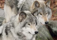 Wilki i ludzie: naukowcy szukają przepisu na dobre sąsiedztwo - zdjęcie główne