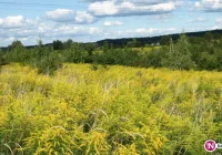Nie mimozami, lecz nawłocią jesień się zaczyna. Równonoc rzeczywiście nastąpiła dziś - zdjęcie główne