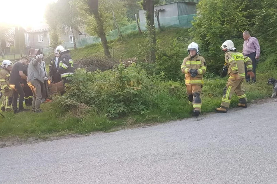 Strażacy nieśli pomoc sarnie - zdjęcie 2