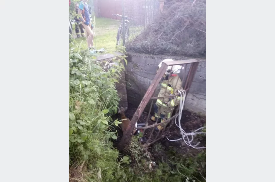 Strażacy nieśli pomoc sarnie - zdjęcie 3