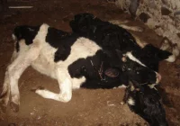 Padłe zwierzęta w gospodarstwie, właściciel zatrzymany. Istnieje podejrzenie, że krowy, owce i jagnię zostały zagłodzone - zdjęcie główne