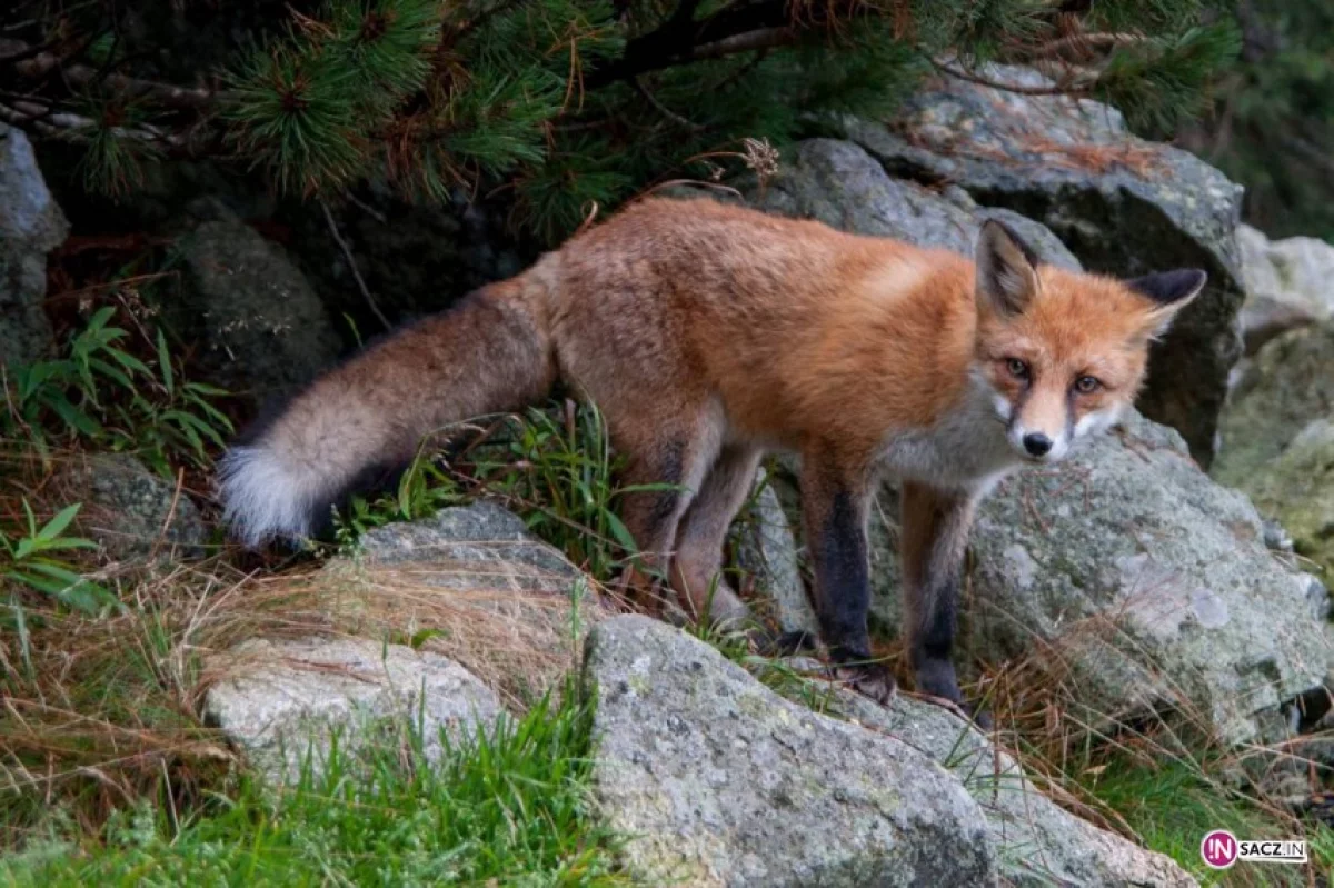 Uwaga na zwierzęta domowe - w lasach szczepionka na lisy