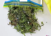 Tym razem marihuana nie trafi do obiegu - zdjęcie główne