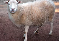 Owce wypasane z 'kulturą' - zdjęcie główne