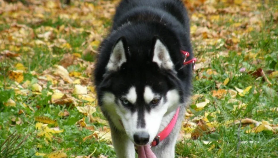 Pies kontra osiedle czyli historia pewnego husky - zdjęcie 1