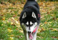 Pies kontra osiedle czyli historia pewnego husky - zdjęcie główne