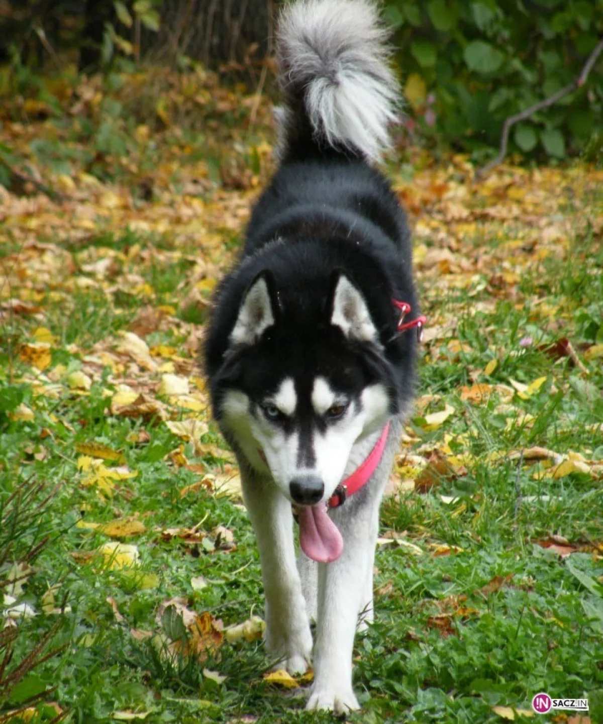 Pies kontra osiedle czyli historia pewnego husky