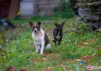 Narasta problem wałęsających się psów - zdjęcie główne