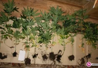 Pięć osób zatrzymanych za uprawę konopii - zdjęcie główne