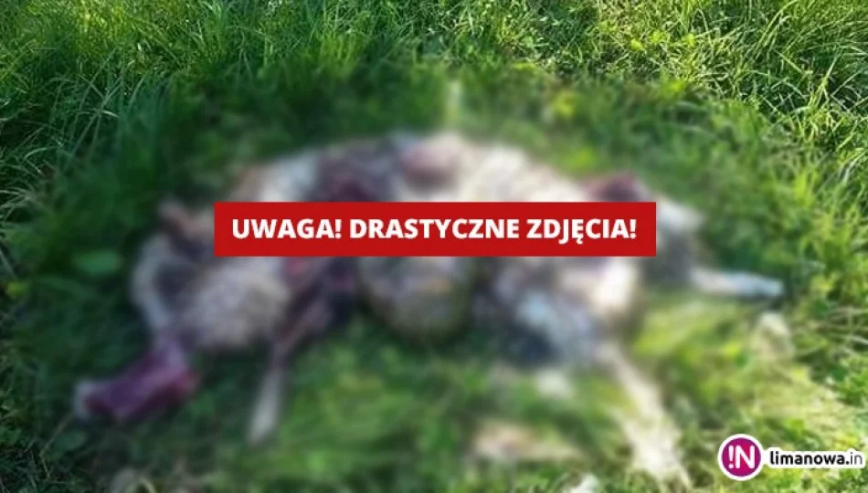 Wilki znów zaatakowały (Uwaga, drastyczne zdjęcia) - zdjęcie 1