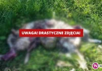 Wilki znów zaatakowały (Uwaga, drastyczne zdjęcia) - zdjęcie główne