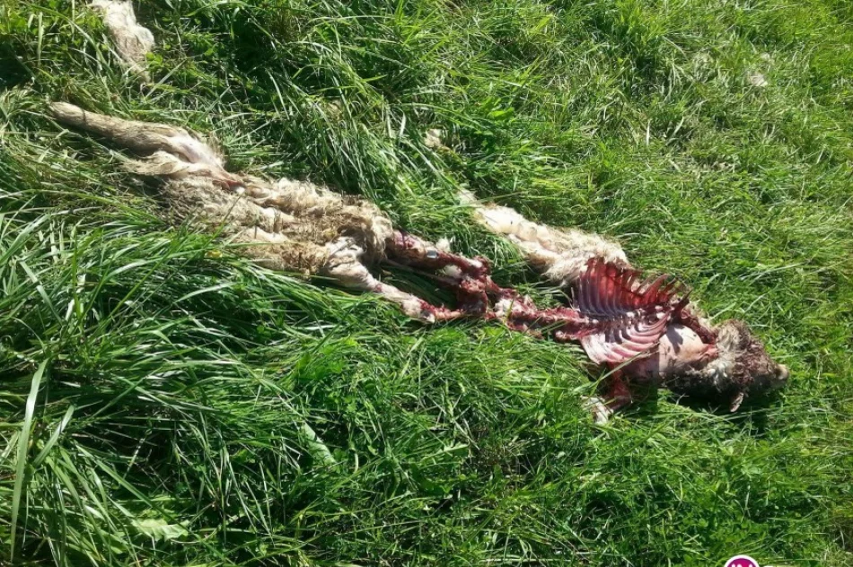 Wilki znów zaatakowały (Uwaga, drastyczne zdjęcia) - zdjęcie 2