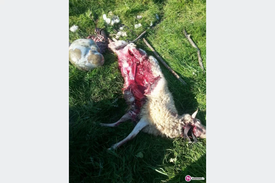 Wilki znów zaatakowały (Uwaga, drastyczne zdjęcia) - zdjęcie 3