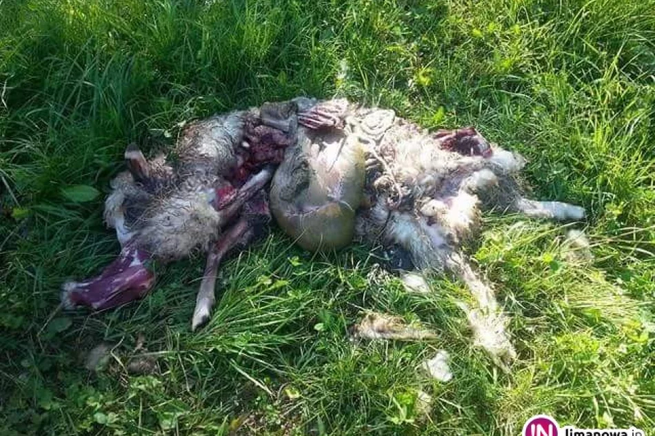 Wilki znów zaatakowały (Uwaga, drastyczne zdjęcia) - zdjęcie 4