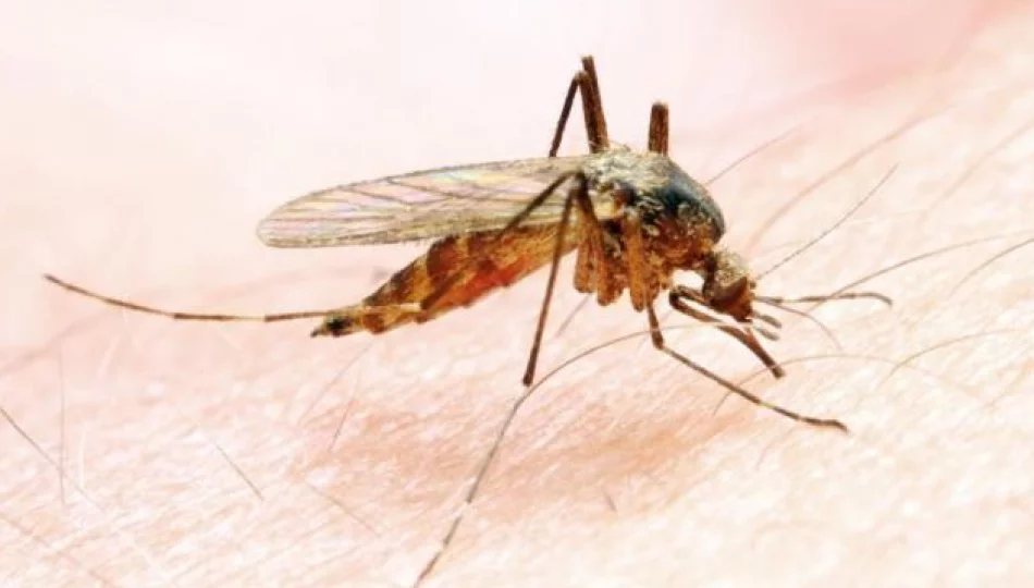 Entomolog: skupiska komarów to nie plaga, a normalne zjawisko przyrodnicze - zdjęcie 1