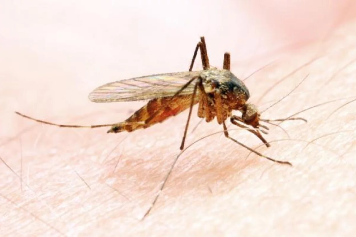 Entomolog: skupiska komarów to nie plaga, a normalne zjawisko przyrodnicze