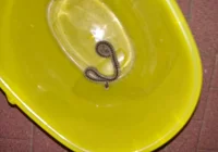 Żmije są w ogrodach, wchodzą nawet do domów. Mieszkańcy są przerażeni - zdjęcie główne