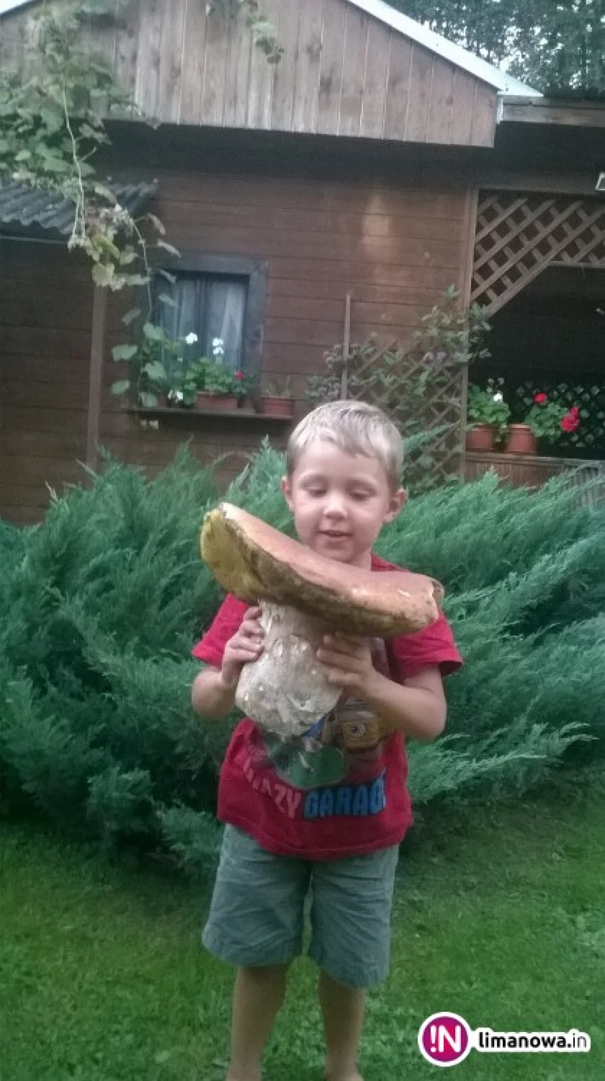 Rekordowe grzybobranie 3-latka. Znalazł okaz o wadze 2,5 kg!