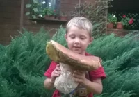 Rekordowe grzybobranie 3-latka. Znalazł okaz o wadze 2,5 kg! - zdjęcie główne