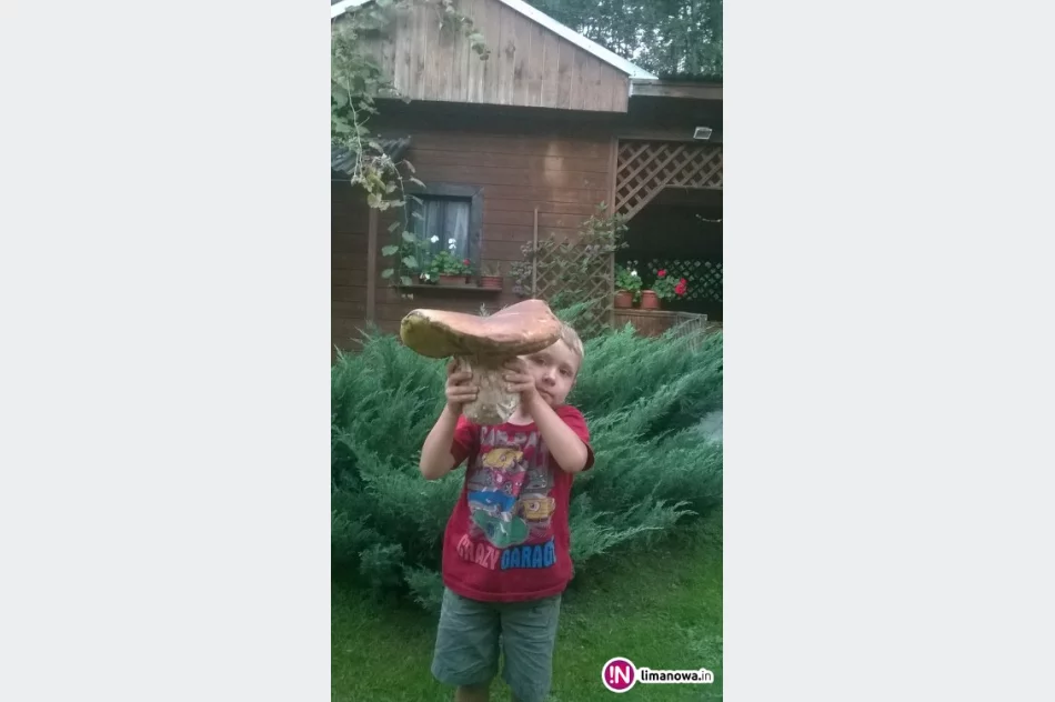 Rekordowe grzybobranie 3-latka. Znalazł okaz o wadze 2,5 kg! - zdjęcie 2