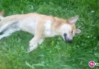 Ktoś zastrzelił psa - zdjęcie główne