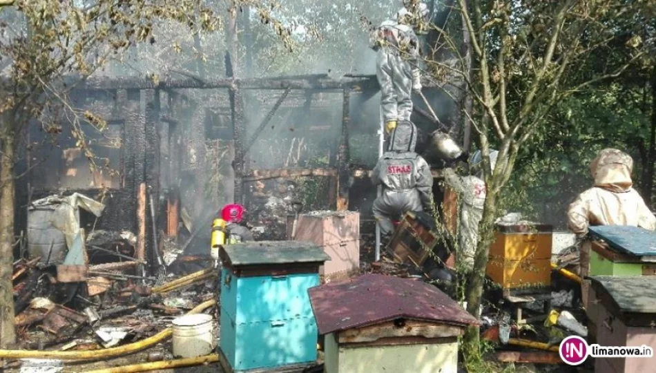 Pożar w pasiece - 60 tys. zł strat - zdjęcie 1