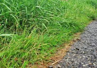 Samorząd apeluje o wykaszanie rowów przy drogach - zdjęcie główne