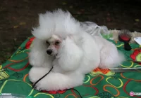 Psia arystokracja w Parku Strzeleckim - zdjęcie główne