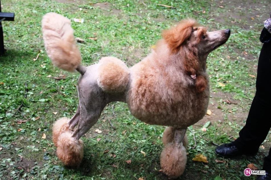 Psia arystokracja w Parku Strzeleckim - zdjęcie 2