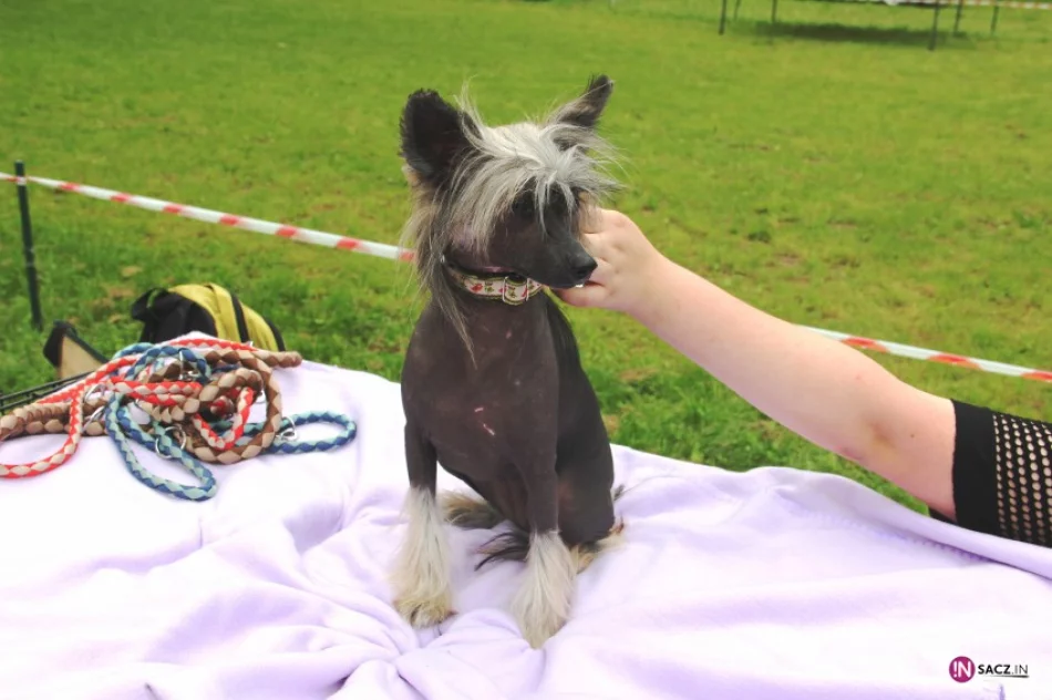 Psia arystokracja w Parku Strzeleckim - zdjęcie 3